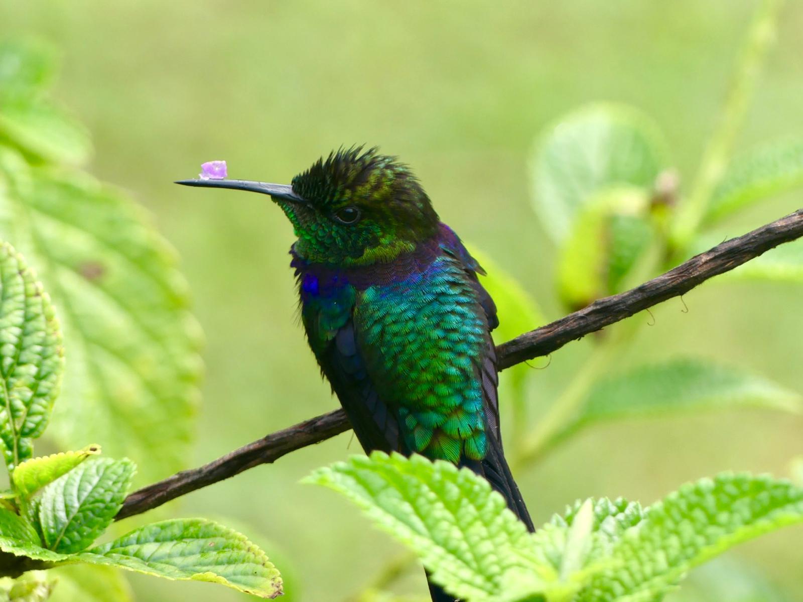 Colibri en forêt